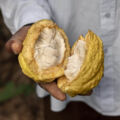 Le cacao camerounais et l&rsquo;EUDR : entre la conformité inclusive et l&rsquo;exclusion silencieuse ?